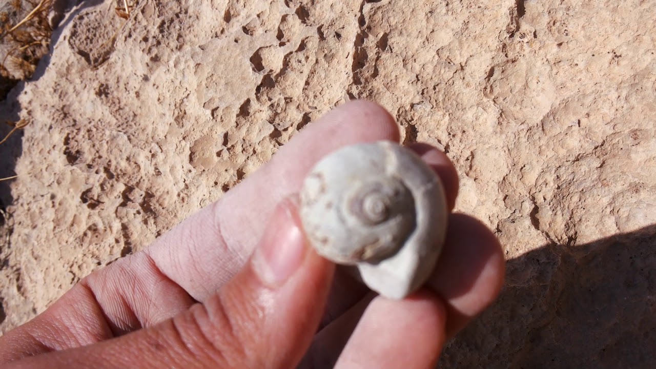 fossil hunting episode 13(fossil in marlstone)