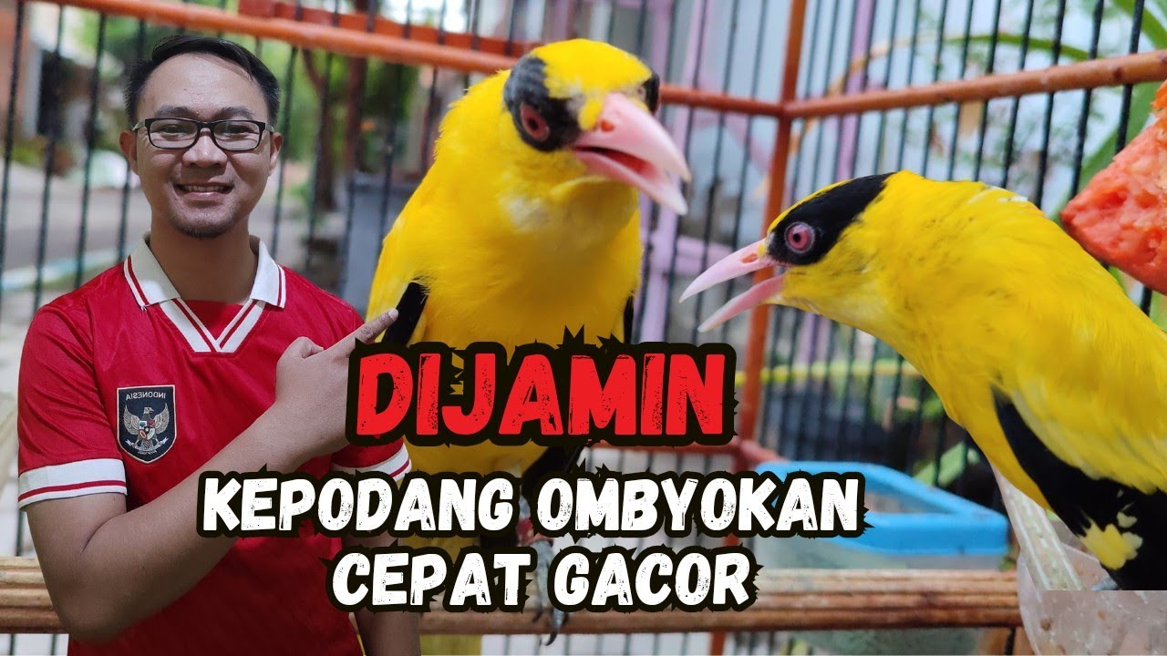 LAKUKAN CARA INI AGAR BURUNG KEPODANG OMBYOKAN CEPAT GACOR DAN JINAK