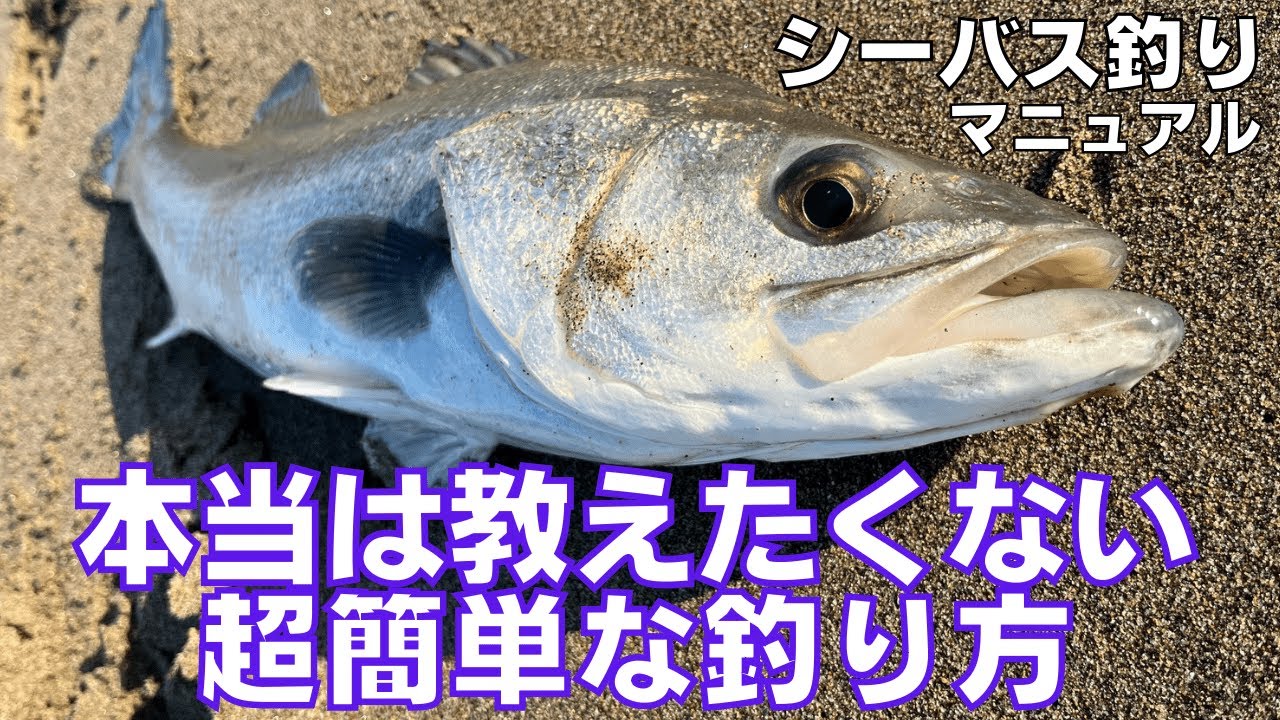絶対にシーバスを釣りたい方へ！初心者が超簡単にシーバスを釣る４つのポイント