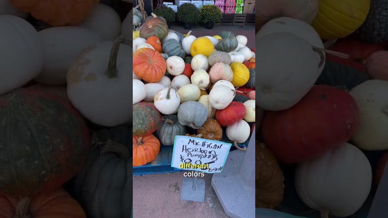 What kind of pumpkin should you be buying to make a homemade pumpkin pie? Watch this #socialmediapie