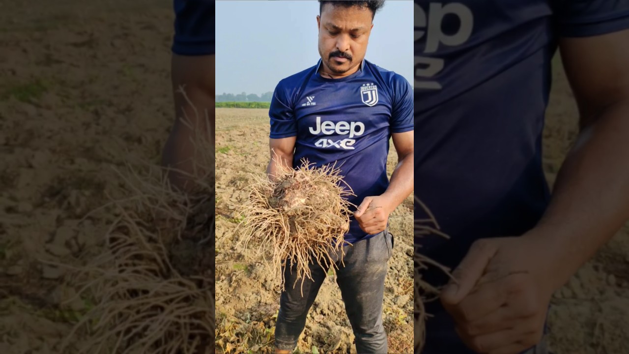 Unearthing Giant Roots: Elephant Foot Yam(Suran or Kanda Gadda or Oal) Harvest🍠 #shorts #short