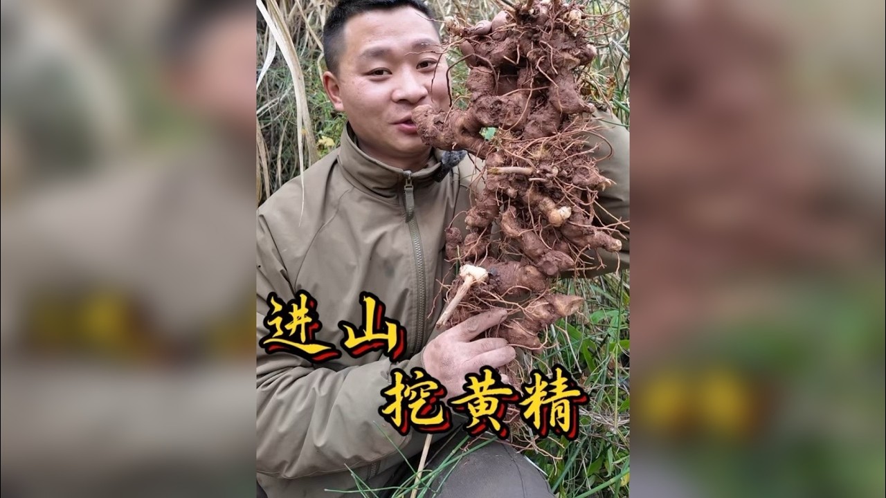 进山挖黄精 这个地方资源还是很不错的，下次一定开车过来大干一场！