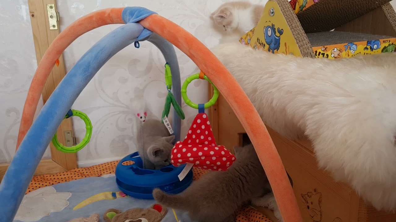Einblicke in die Kittenstube ... Unser I-Wurf im Alter von 6 Wochen +5 Tagen
