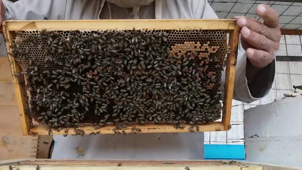 اول نهوض النحل في نجم النعايم عام1442