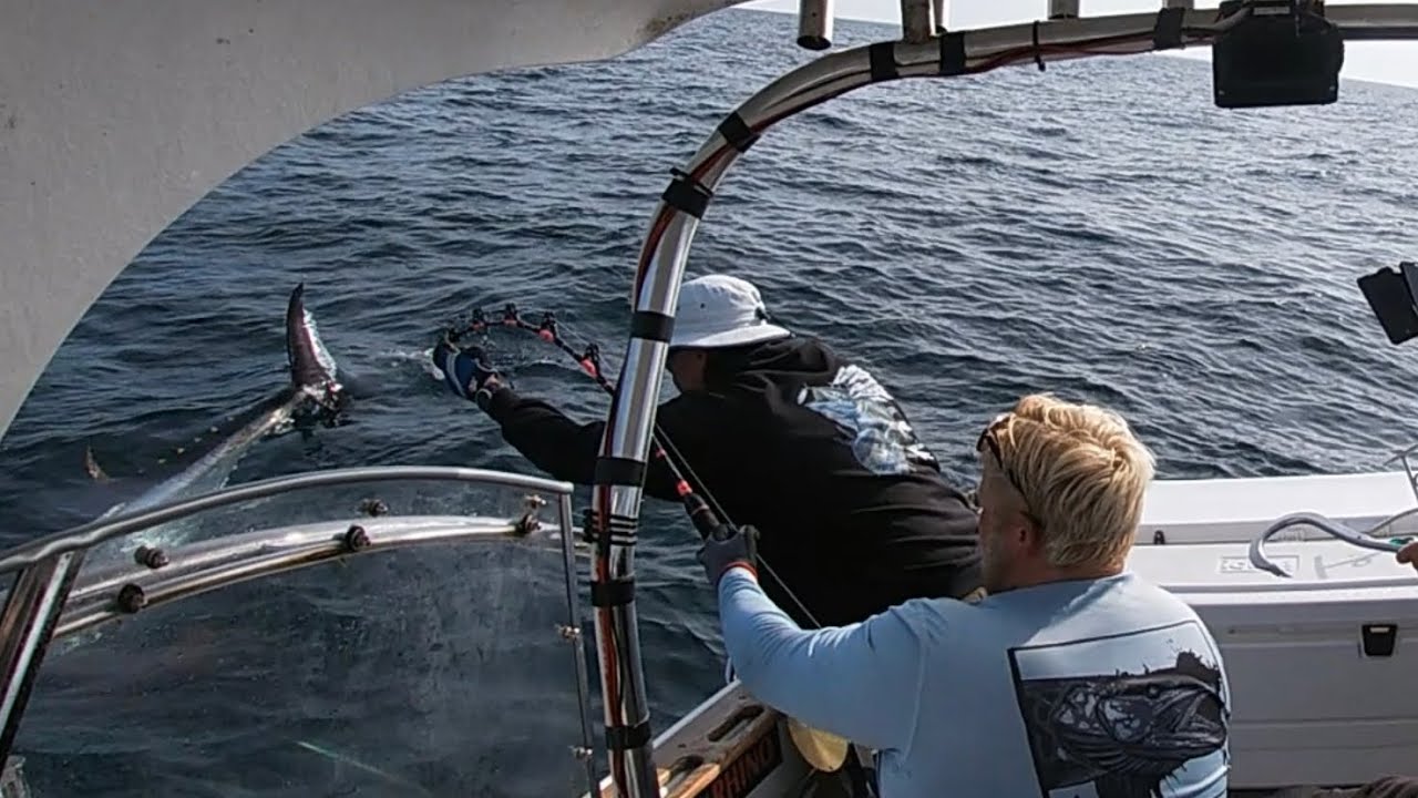 Giant bluefin tuna! 2022 sweden team 4 reel