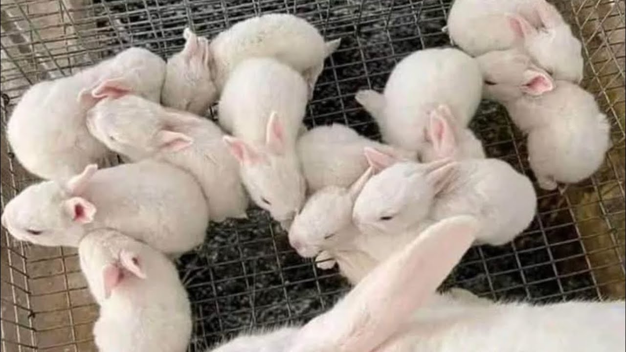 Cette lapine a fait 16 bébés. Que faire pour sauver la portée. Contactez nous au +237693820618