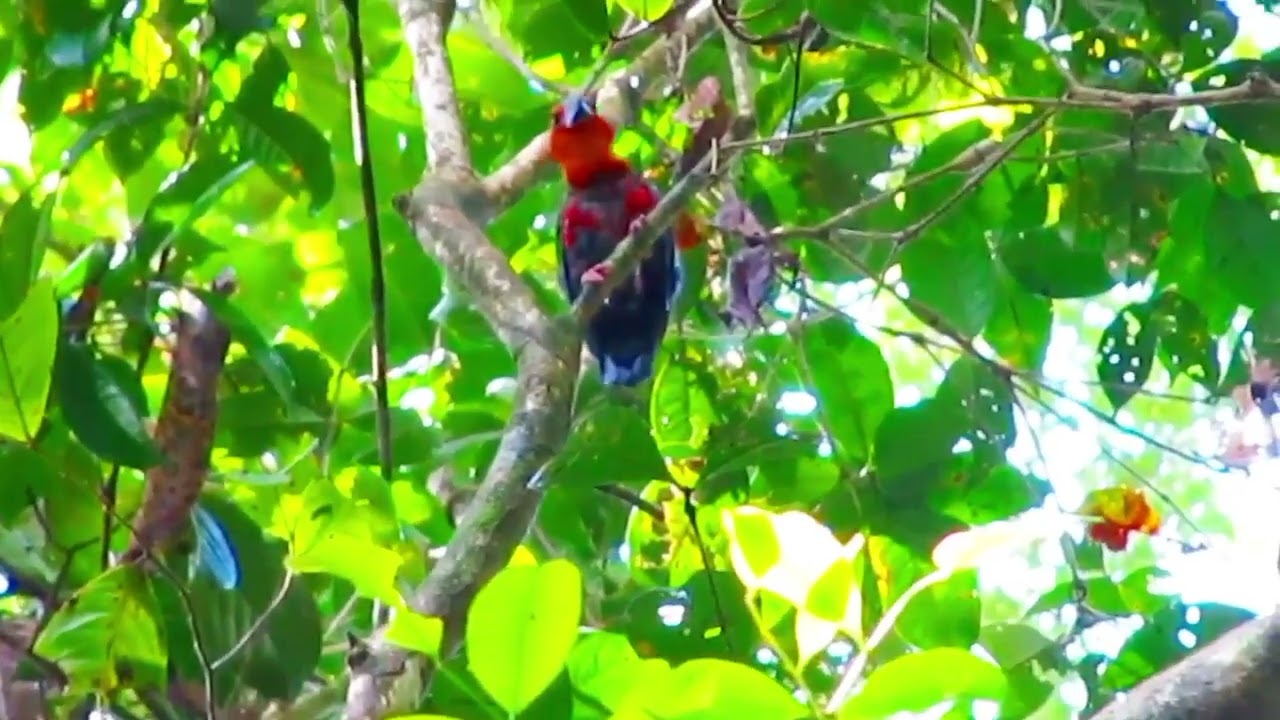 Bornean bristlehead (Pityriasis gymnocephala)