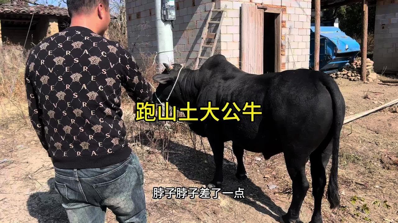 宁都东韶乡盘了一头满口满牙跑山土大公牛，猜猜多少钱买的。