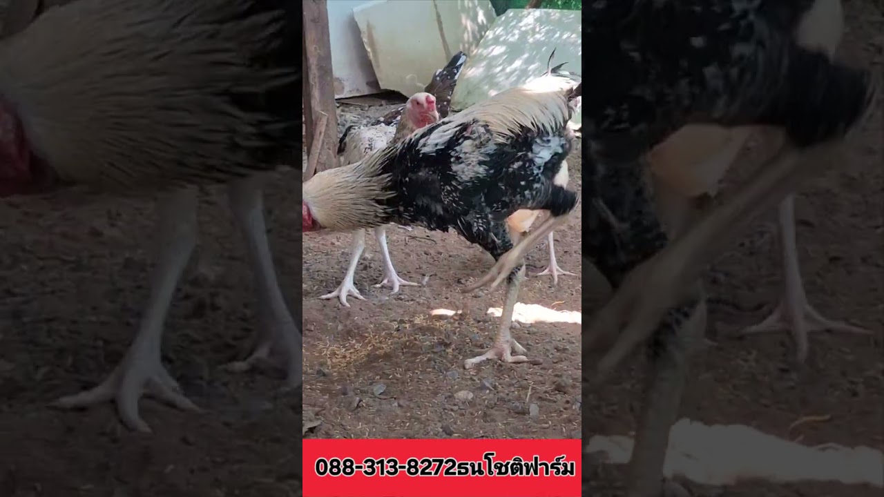 ธนโชติฟาร์ม