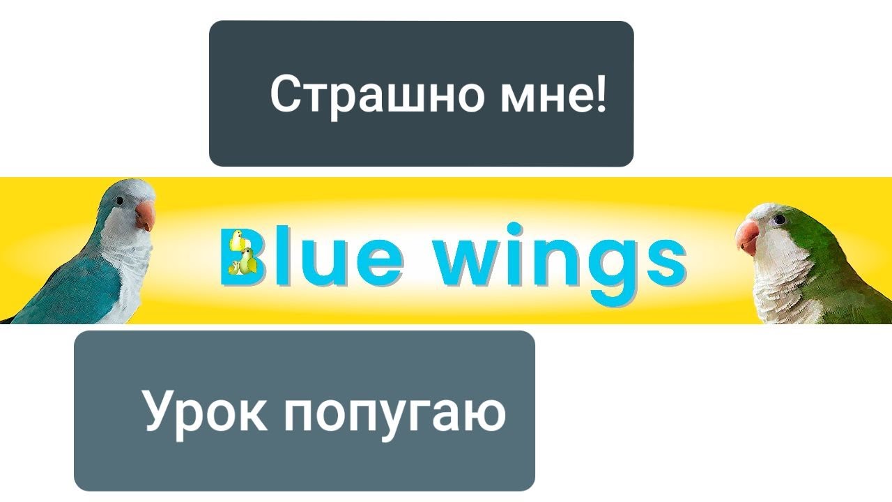 СТРАШНО МНЕ, ПОПУГИВАЮСЬ Я! УРОК ДЛЯ ПОПУГАЯ. УЧИМ ПОПУГАЯ ГОВОРИТЬ.