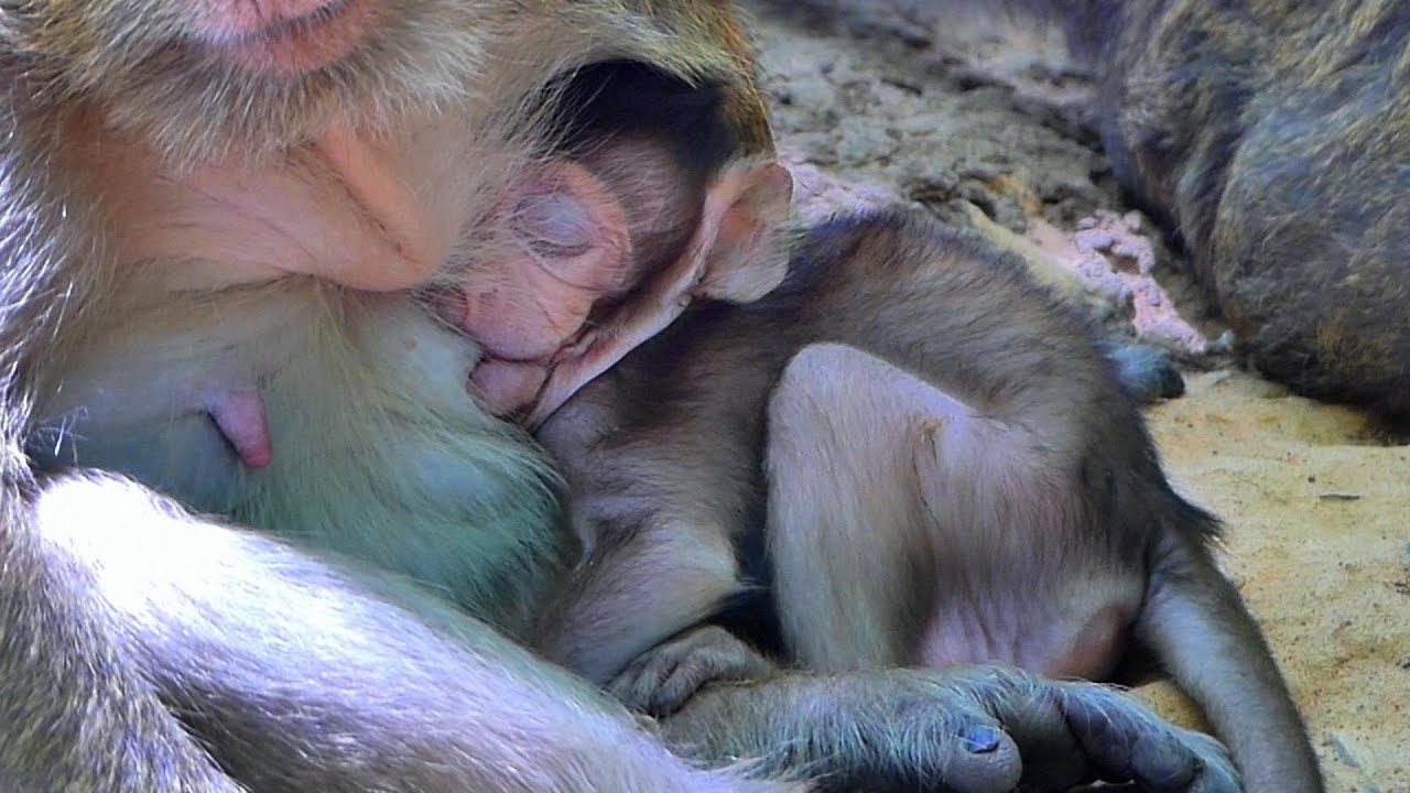 Tiny Breath, Big Love — Braxton and Mama's Quiet Moment,@5starmonkeys