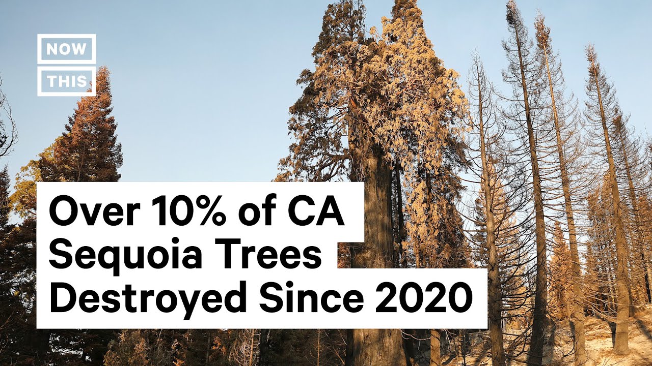 Wildfires Destroy More Than 10% of All Sequoia Trees Since 2020