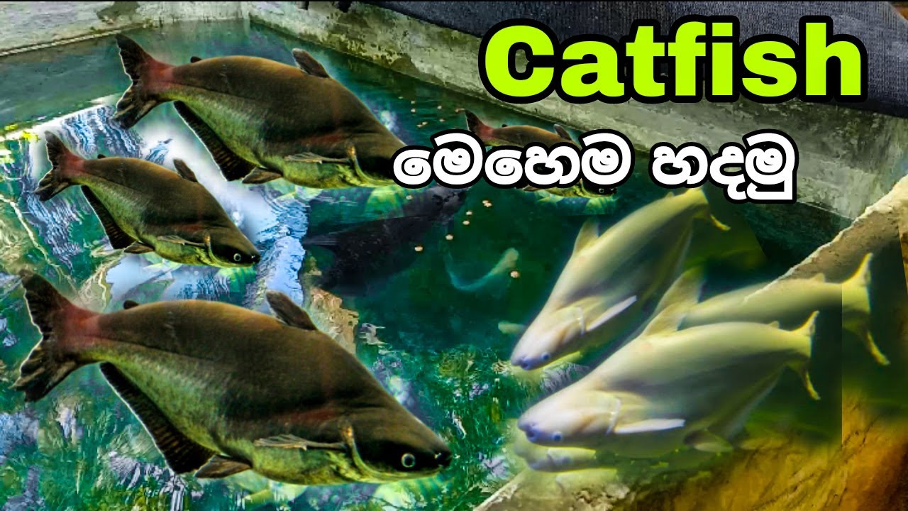 Everything about normal catfish sinhala | Iridescent catfish care in sinhala