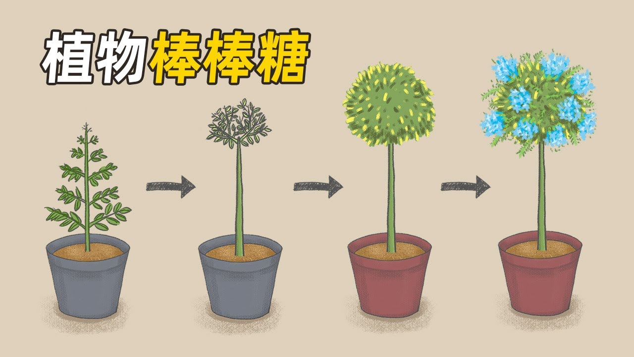 如何制作一棵植物棒棒糖？