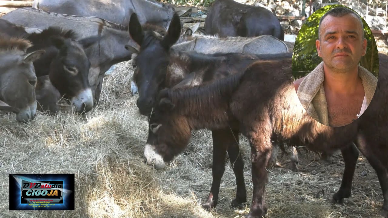 - MUZE STO MAGARICA I VOLI SVOJ POSAO, MAGAREĆE MLIJEKO IZVOR ZDRAVLJA