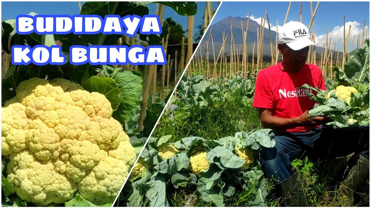 Cara menanam kembang kol bunga besar sistem tumpangsari cabe rawit