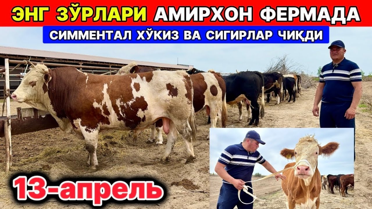 СИММЕНТАЛ БУҚА ВА СИММЕНТАЛ СИГИРЛАР ЗЎРЛАРИ ЧИҚДИ Амирхон фермер хонқа 13-апреля 2026 г.