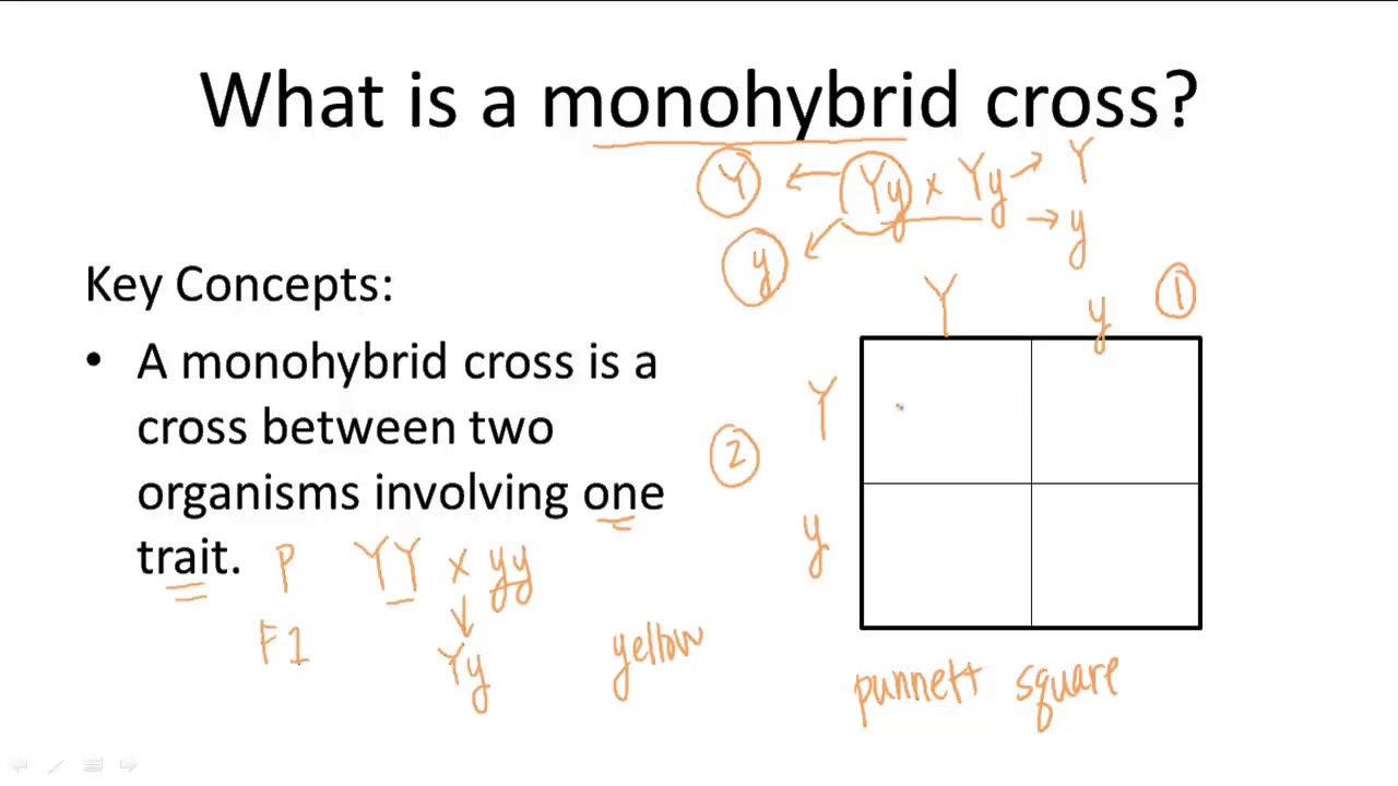 Monohybrid Cross