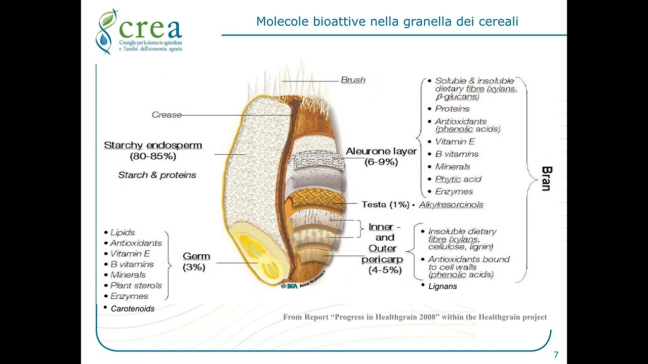 Il pane nella dieta mediterranea di Marina Carcea