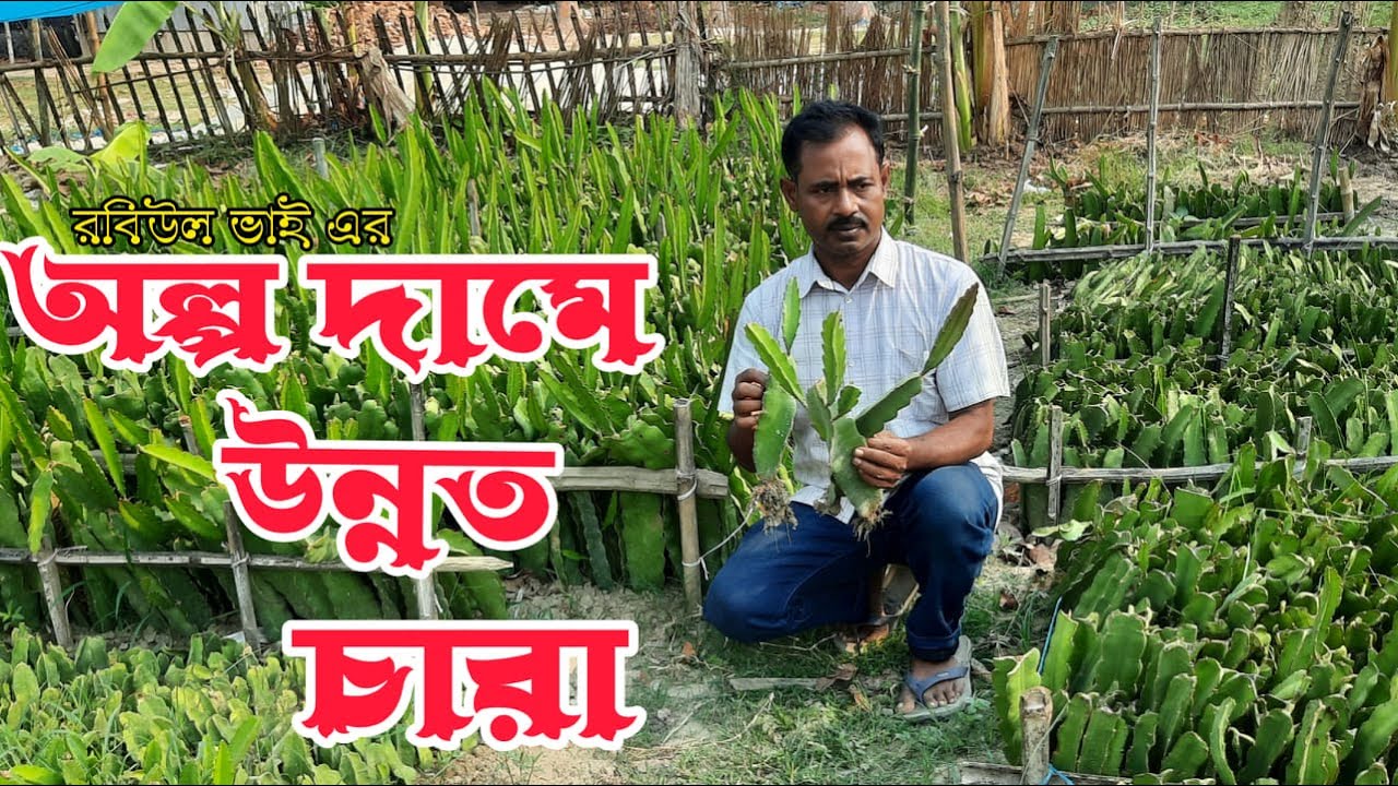 অল্প দামে উন্নত মানের ড্রাগন চারা - dragon saplings at low prices