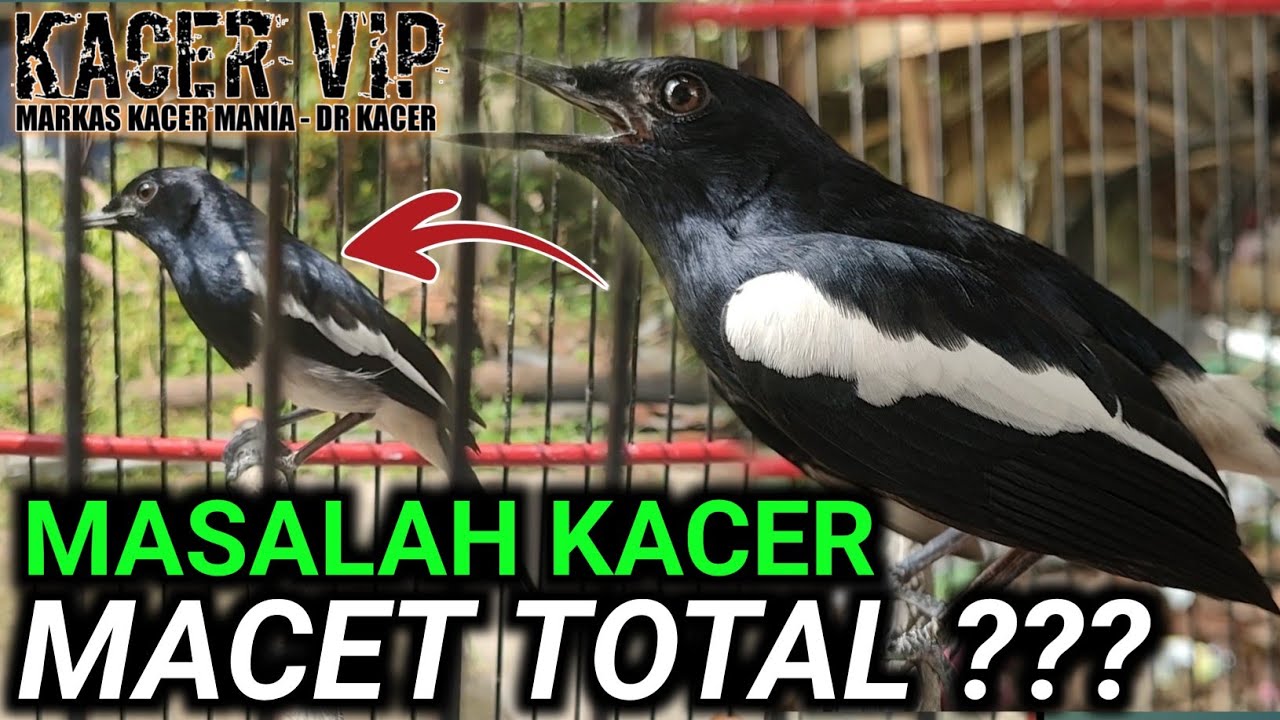 JANGRIKNYA 10 EKOR BURUNG KACER JADI SEPERTI INI ? CARA MERAWAT KACER