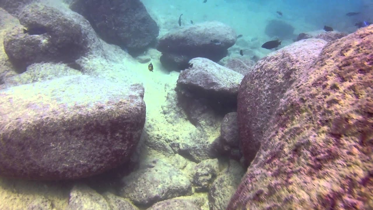 Pseudotropheus crabro at Ndomo