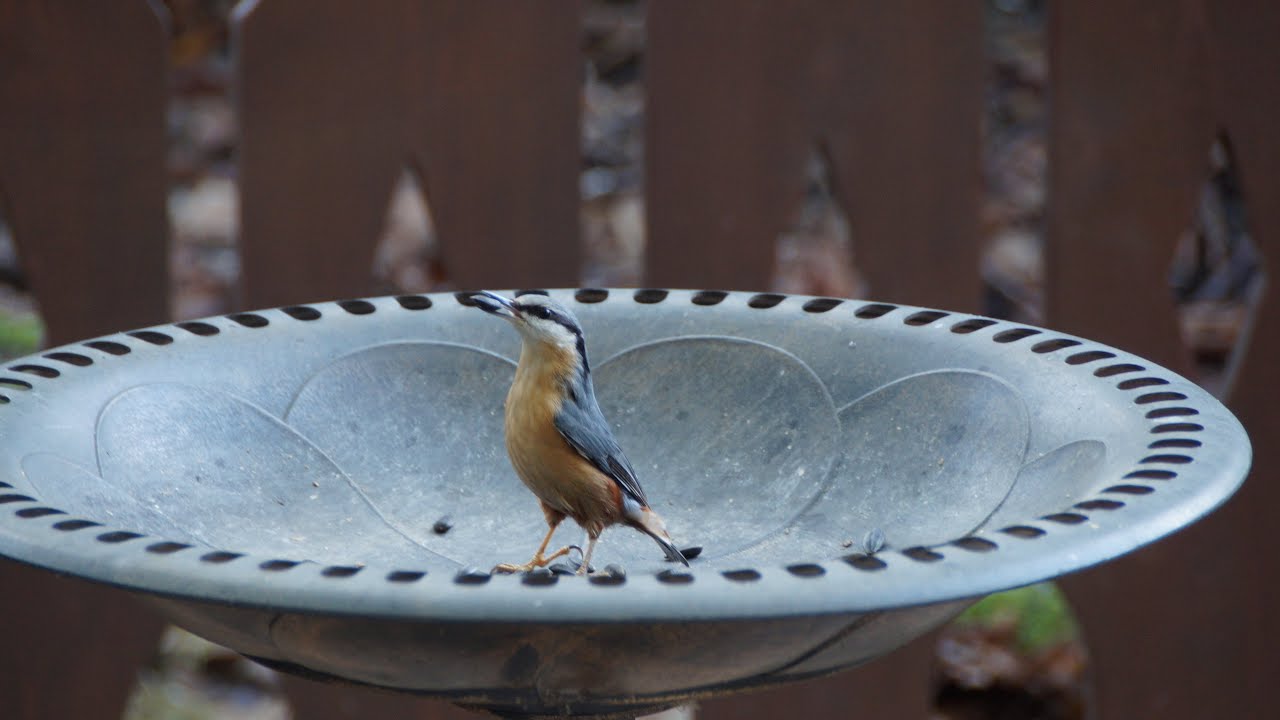 Kleiber(伯克來鳥)in my garden 🥰..