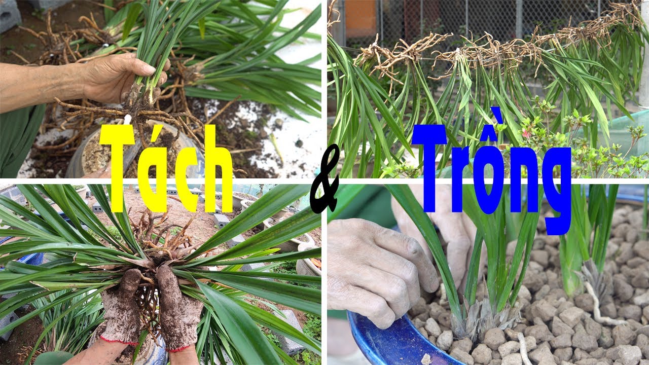 Phần 1 - Hướng Dẫn Tách Và Trồng Địa Lan Truyền Thống Đơn Giản Hiệu Quả