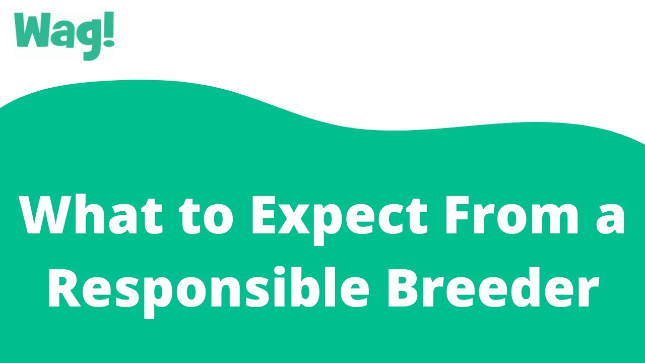 What to Expect From a Responsible Breeder | Wag!