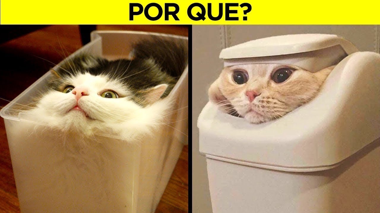 Os Comportamentos Mais Estranhos Dos Gatos Finalmente Explicados