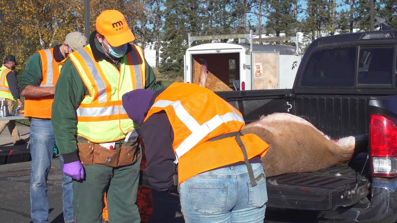 Northwoods Experience: Minnesota DNR Seeing Rise in Chronic Wasting Disease | Lakeland News