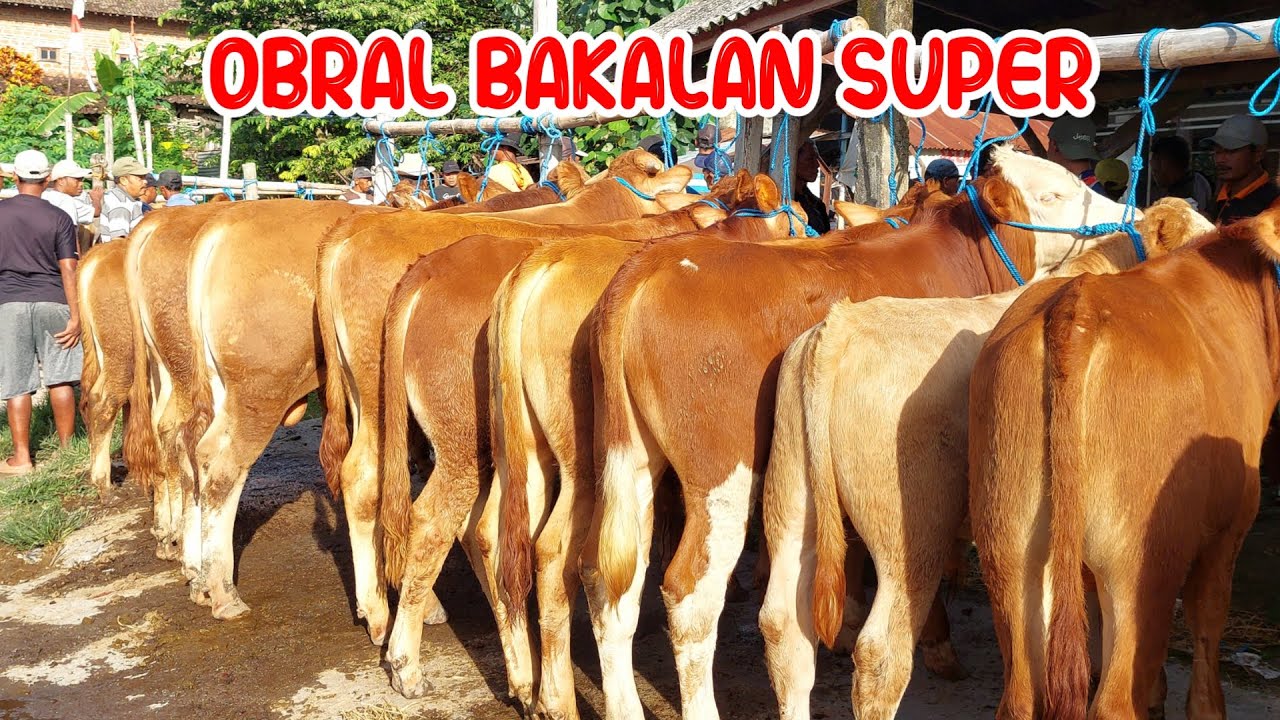 HARGA BAKALAN SUPER AKHIR TAHUN TURUN‼️OBRAL PEDETAN DAN BAKALAN PASAR SAPI PLAOSAN