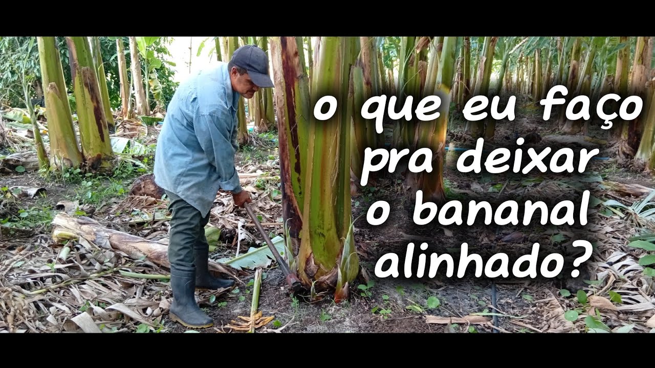 RESPONDENDO ALGUNS AMIGOS de como eu FAÇO pra deixar o BANANAL ALINHADO.
