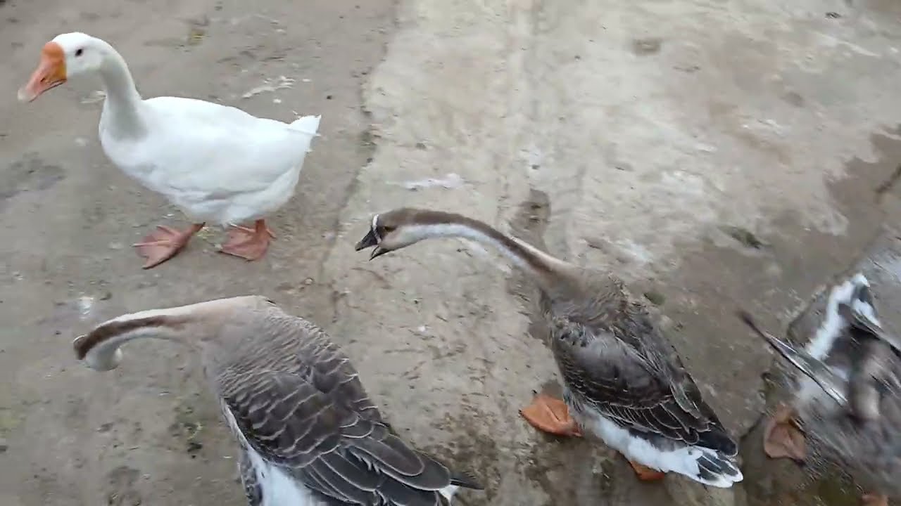 POSTURA DAS GANSAS , ELAS PÕE TODO DIA ? 10/03/2026