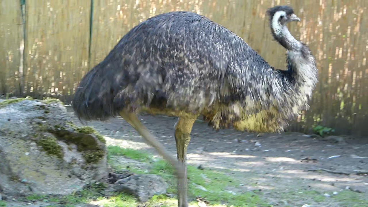 Tierpark Straubing 2020