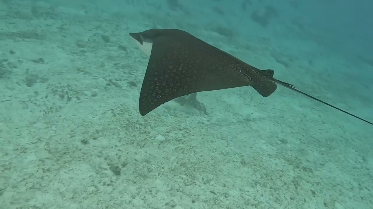 Exploring Salt Life Eco Tours, Caye Caulker, Belize