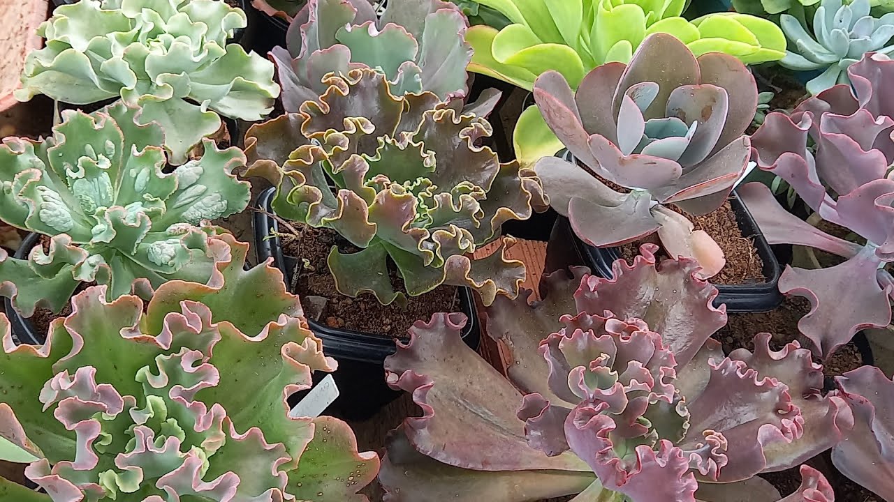 Melhor substrato que já ultilizei nas minhas suculentas 😱#plantas #suculentas #cultivandoplantas 