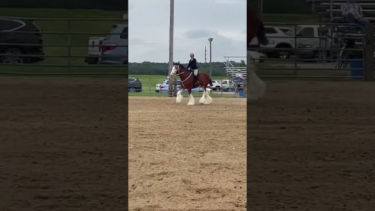 Can Clydesdales be ridden? #horsebackriding #clydesdale #horse