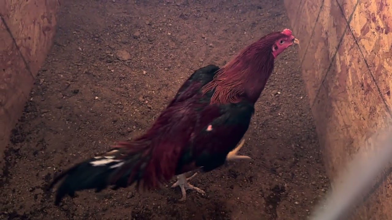 Qaib pama thiab qaib teeb meem. 