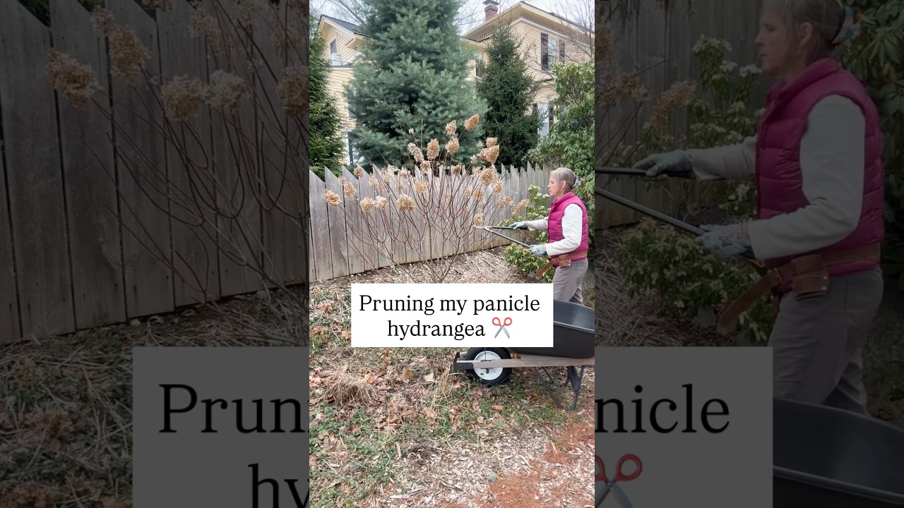 How To Prune Your Panicle Hydrangea (Varieties like Limelight)