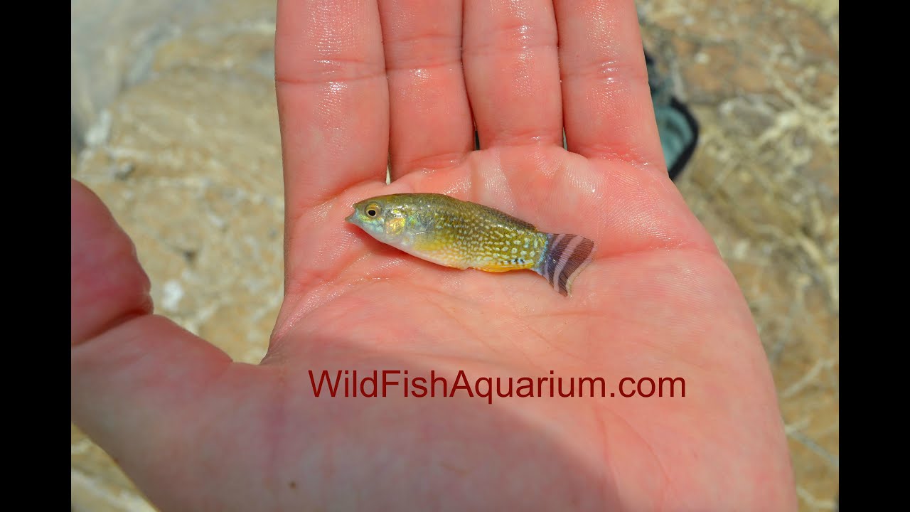 Aphanius dispar