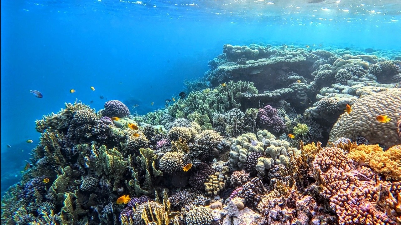 Snorkelling Coral Sea, Sharm El Sheikh. #2026