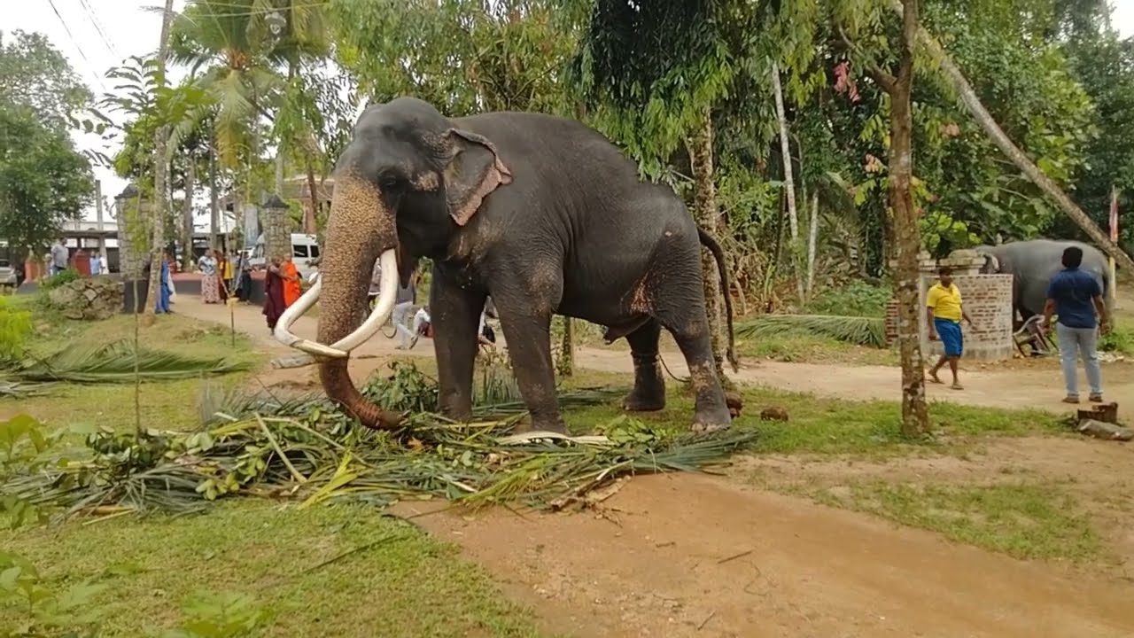 Kataragama Wasana Tusker 🐘❤️😍 come to the Hanwella Embulgama Rajamaha Viharaya an annual Perahara