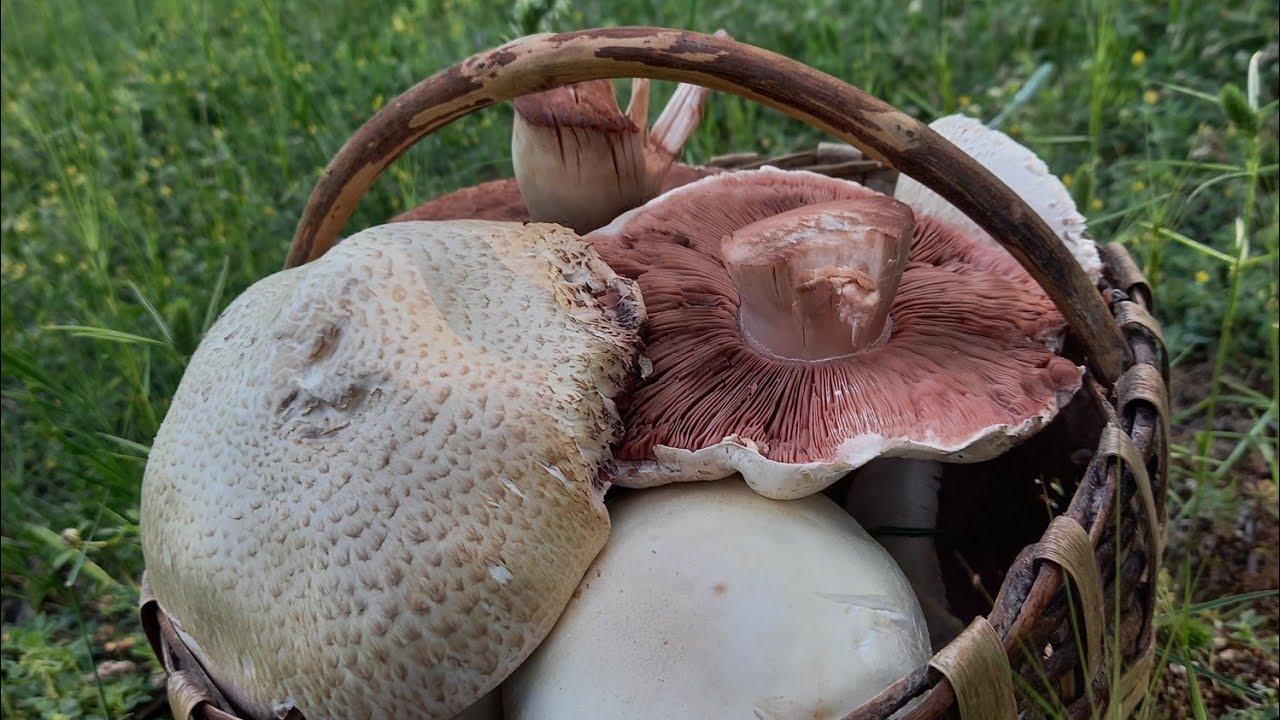 Devasa çayır mantarları bulduk.Çayır mantarı avımız #agaricus  #evlek mantarı #mantaryemekleri