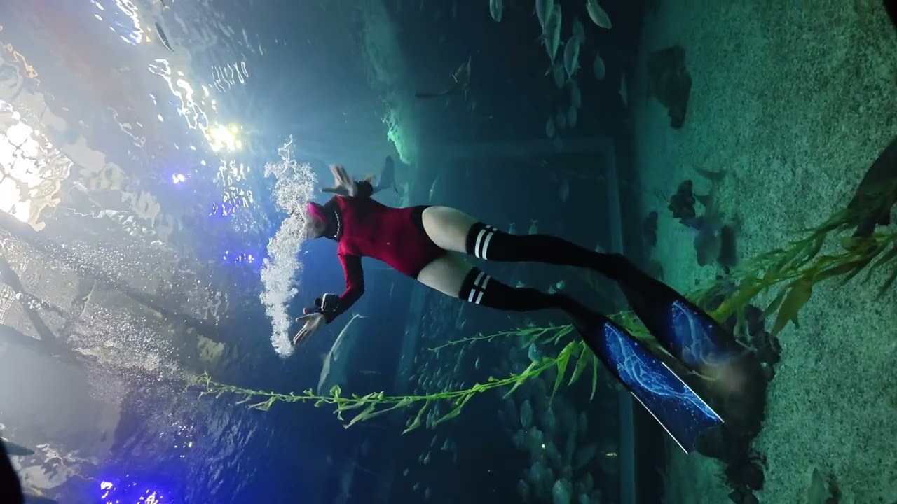 Vlog 제주 아쿠아리움 프리다이빙 - 안쌤 프리다이브의 제주 프리다이빙 (AnSam Freedive)
