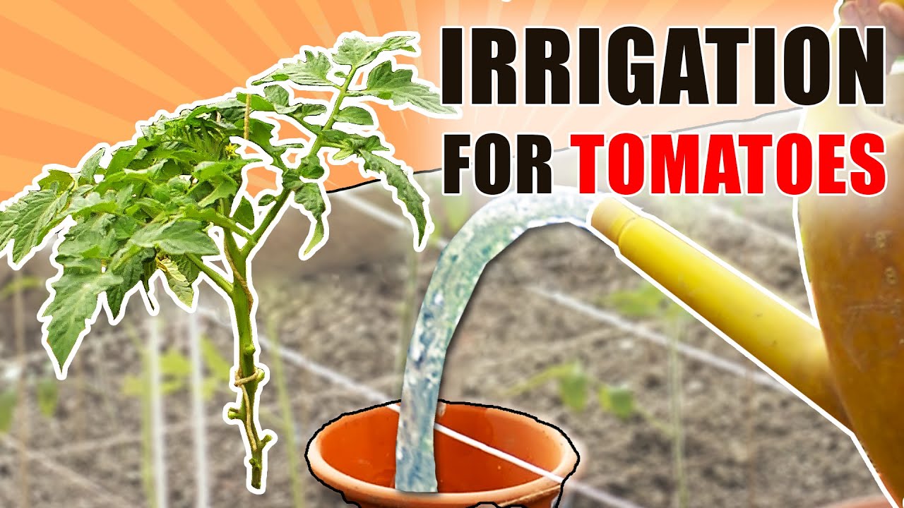 OLLAS - BEST Watering System For Tomatoes
