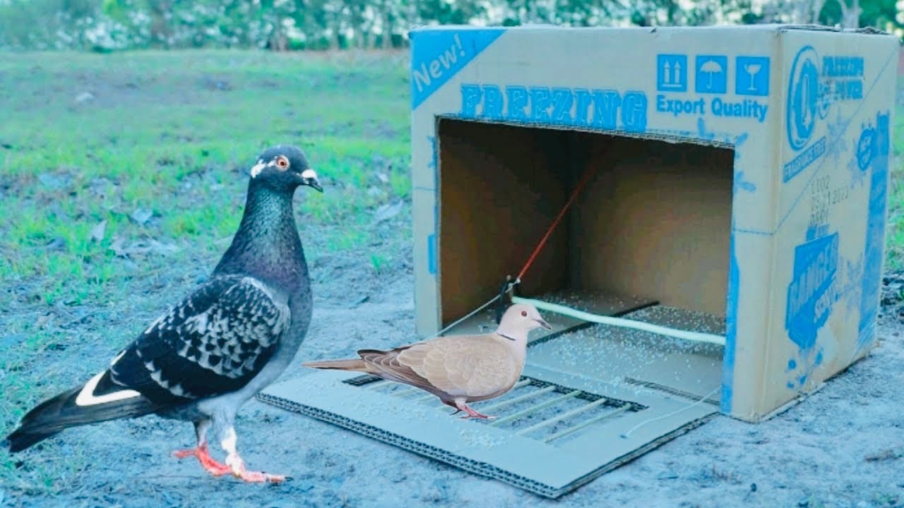 Easy Quick Pigeon Trap Using Cardboard Box | Simple Pigeon Catching Traps | @MsBirdTraps |