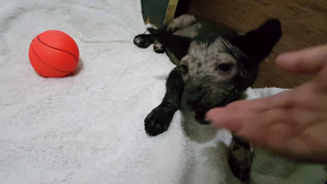 Rescued Puppy Learns to Trust Humans