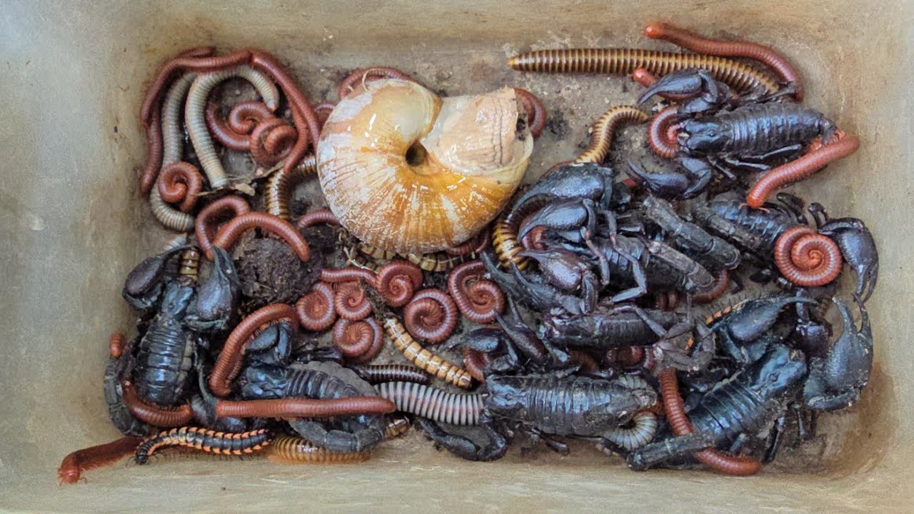 Группа скорпионов, содержащих яд, бесценная улитка, малые красные многоножки, земляные черви.