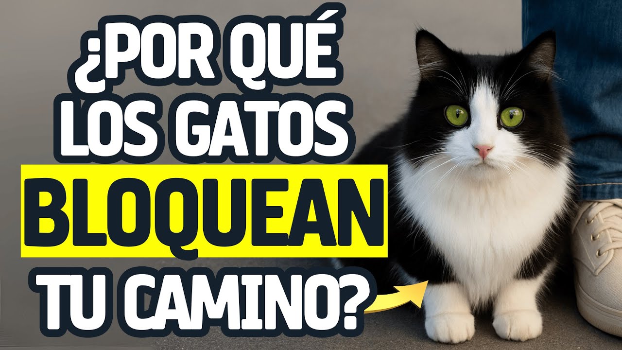 ¿Por qué mi gato me bloquea el paso? ¡La impactante verdad al descubierto!